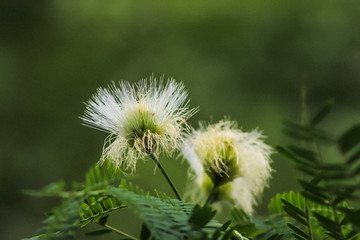 dandelion seed head