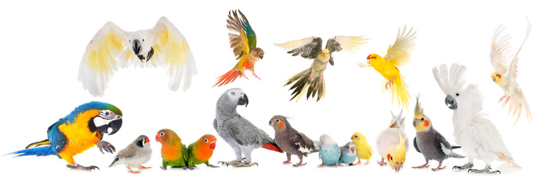group of birds
