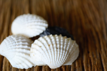 White shells on wooden background.