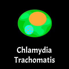 Chlamydia trachomatis. Bacterial infections Chlamydiosis. Sexually transmitted diseases. Infographics. Vector illustration on isolated background.