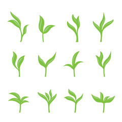 Set of Green Tea Leaves Collection. Leaf isolated Vector illustration.