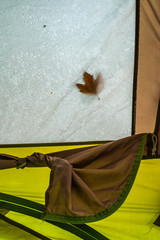 Fallen autumn leaf on tent