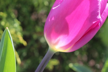 sunlit pink tulip in garden during spring time with shadow cast inside the flower seen from the outside