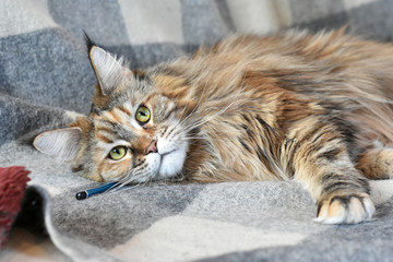 Naklejka na ściany i meble Portrait of a domestic cat of the Maine Coon breed color torti on the sofa