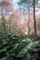 The scenery of beautiful pink cherry blossom in coffee plantation in Chiang Rai, Thailand.