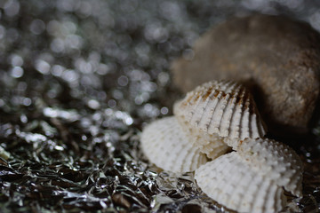 Obraz na płótnie Canvas White shells on reflective bokeh background.