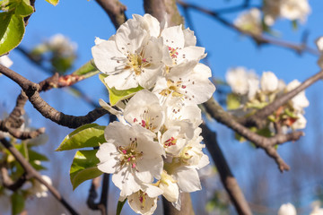 Flowering branches of fruit trees.