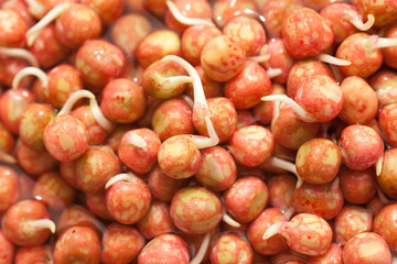 Close up shot of sprouted pea seeds