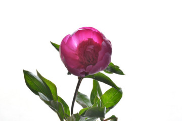 Pink peony flower