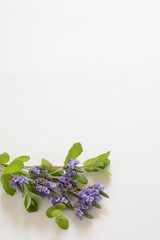 ラベンダー　ミント 　生花 © tamayura39