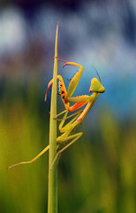 green praying mantis