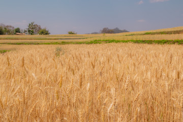 Barley fields on the golden-yellow farm are beautiful and awaiting seasonal harvesting. Food concept.