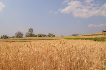 Barley fields on the golden-yellow farm are beautiful and awaiting seasonal harvesting. Food concept.