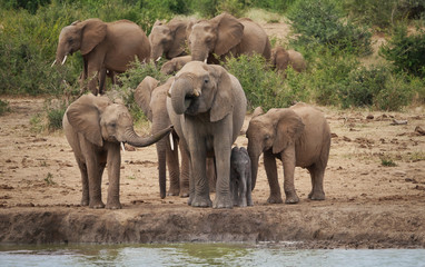 African elephant family gathered at the waterhole