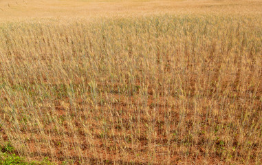 Barley fields on the golden-yellow farm are beautiful and awaiting seasonal harvesting. Food concept.