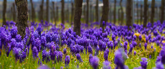 Reben Weinberge Frühling