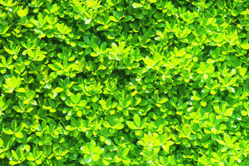 Fototapeta na wymiar 緑の生垣の背景用イメージ