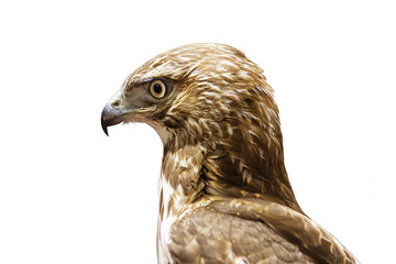 Red Tailed Hawk Head