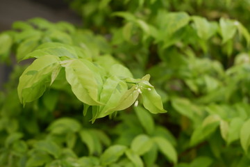 close up of fresh basil