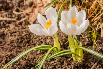 Blooming spring white crocus on a flower bed in the garden.