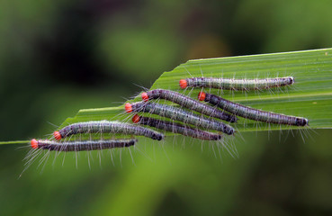 caterpillar on a leaf