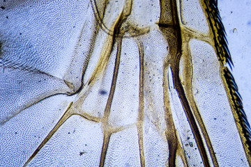 Microscopic image of housefly wing