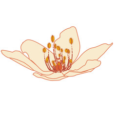 Anemone nemorosa, the wood anemone