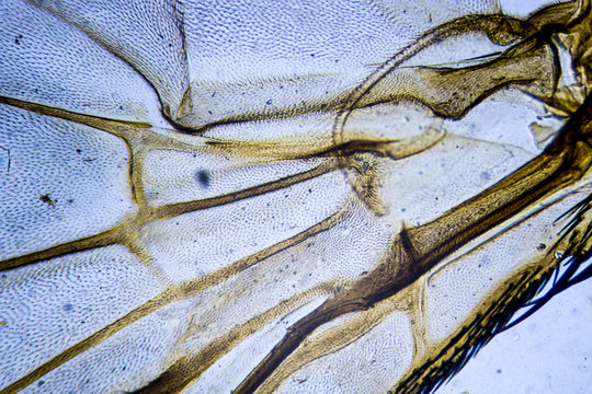 Microscopic image of housefly wing