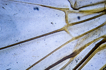 Microscopic image of housefly wing