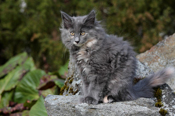 Naklejka na ściany i meble A sweet norwegian forest cat kitten on a stony garden in spring