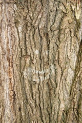 Old gray cracked wood bark texture. Tree trunk. Macro wood backdrop natural pattern. 