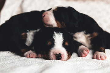 Little puppy of Bernese Mountain Dog in bed. Cute animals
