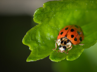 An adult Asian ladybeetle sitting on a green leaf