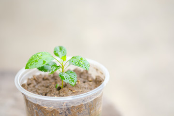 Planting apple trees in plastic glasses .copy space