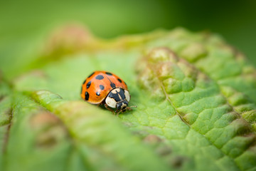 An adult Asian ladybeetle sitting on a green leaf
