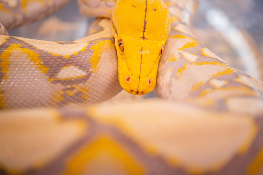 Large yellow snake., Big yellow python snake curled up in a cage.