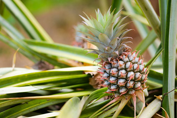 Obraz premium Close up Pine apple in garden