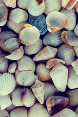 seashells on the beach