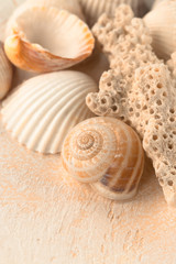 shells and corals close up