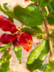 pomegranate flower in the afternoon