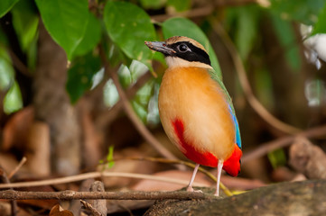 Blue-winged pitta