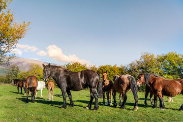 Fototapeta na wymiar Brown Horses on a Green Meadow in the Summer