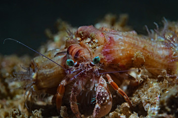 Jeweled Anemone Hermit Crab, Schmuck Anemonen-Einsiedlerkrebs (Dardanus gemmatus)II