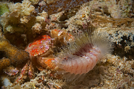 Red hairy crab catches a fire worm, Krabbe fängt Borstenwurm 