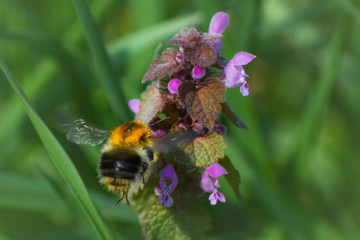 Spring at its most beautiful