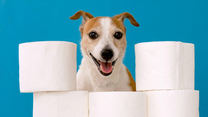 Cute dog sitting with rolls of toilet paper against blue wall