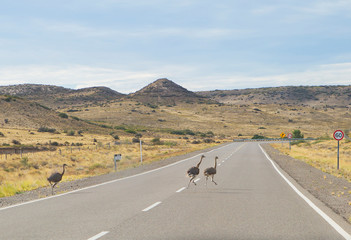 Puerto Madryn. Argentina. Ostriches on the road.
 Ostriches jump over road barriers and run across...