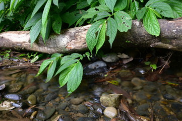 Close-Up Of Tree Trunk Lying On A Creek.