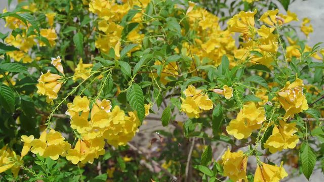 Yellow Elder Flower,Yellow elder, Trumpetbush, Trumpetflower, Yellow trumpet-flower, Yellow trumpetbush, tecoma stans Tropical areas of southern Thailand.