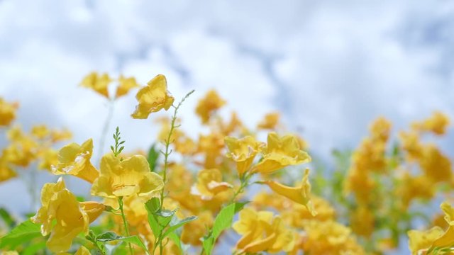 Yellow Elder Flower,Yellow elder, Trumpetbush, Trumpetflower, Yellow trumpet-flower, Yellow trumpetbush, tecoma stans Tropical areas of southern Thailand.